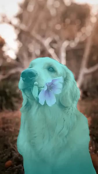 VIDIO Video Background Remover - Example 5